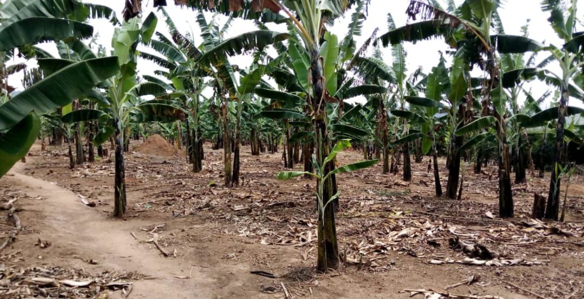 Farmland for sale kiruhura, Mbarara, Uganda