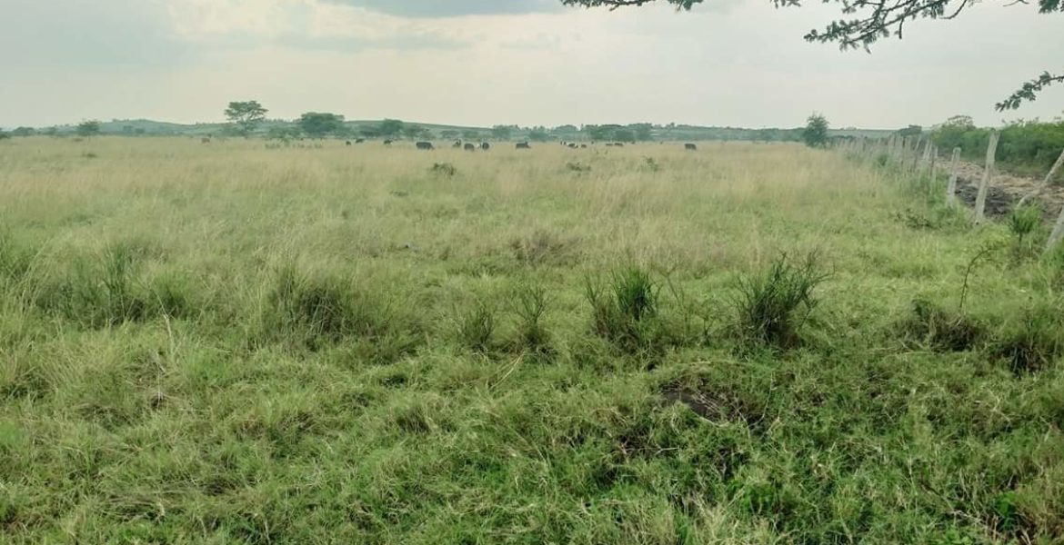 Prime Land for sell in Nyakisharara airfield