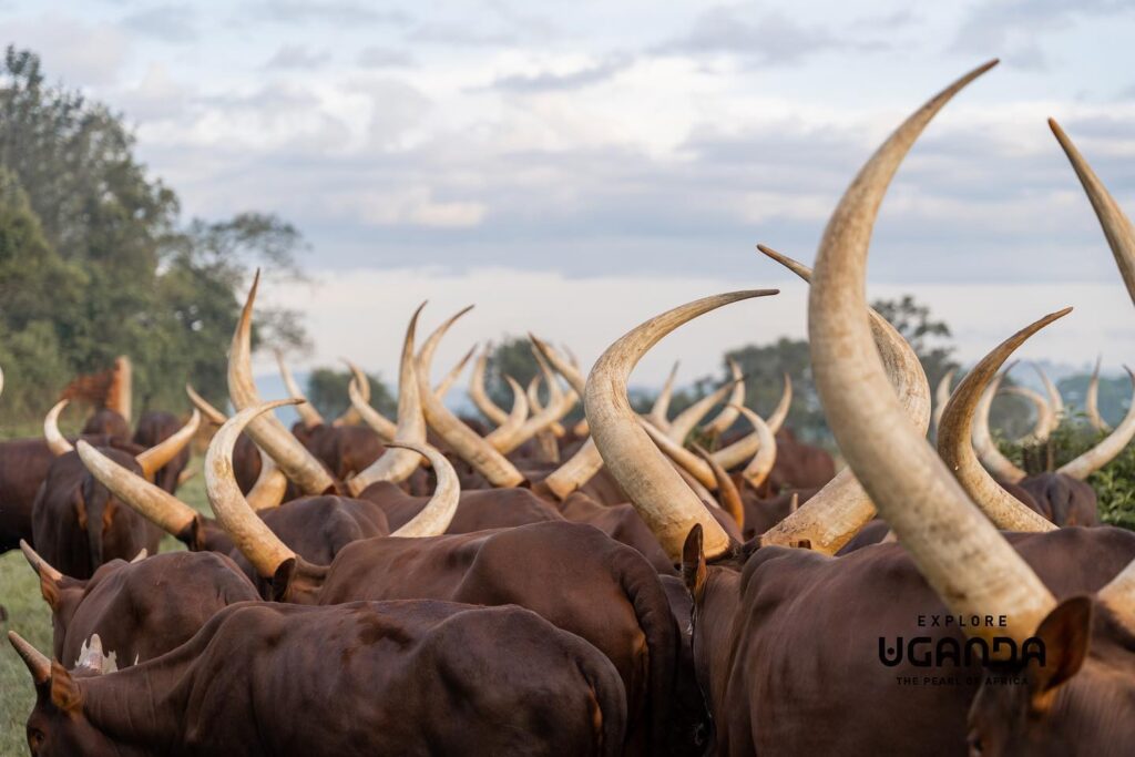 Ankole cattle breed For sale | Ugandan Ankole Cattle Exporte