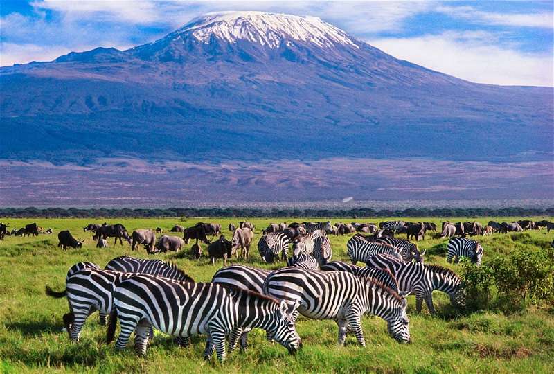 Best Safari in Tanzania